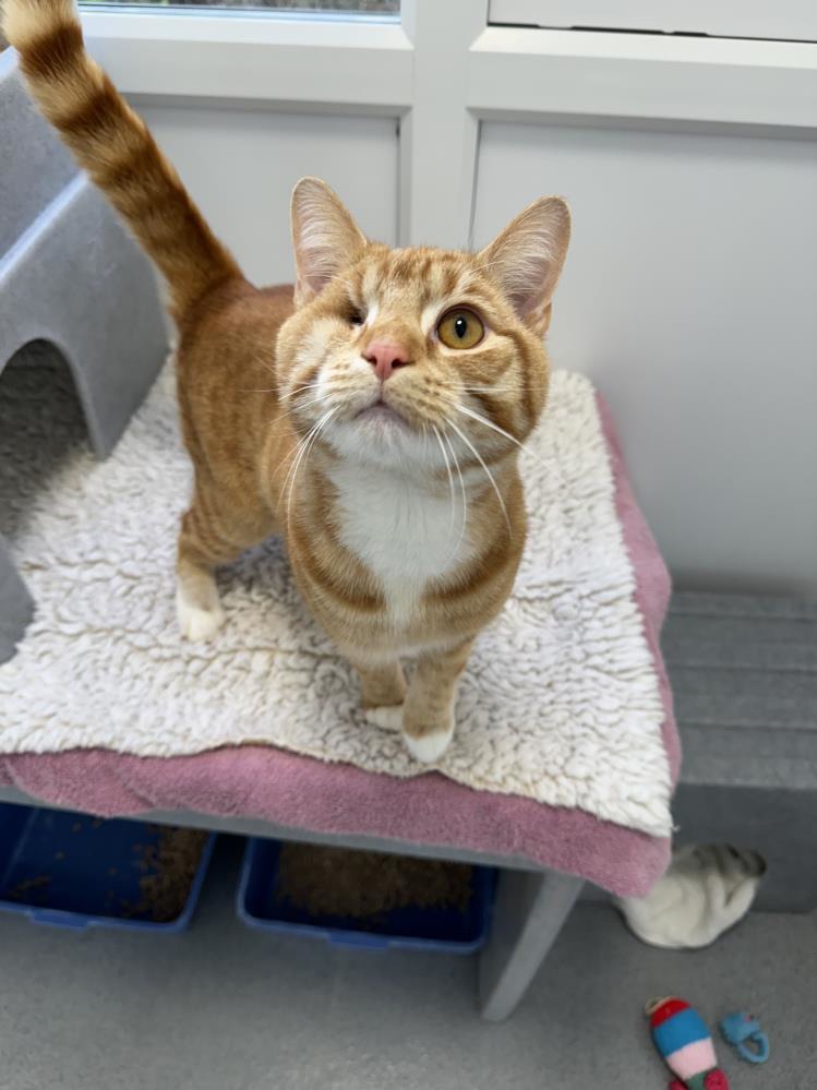 Find a cat near you Adopt a cat Cats Protection