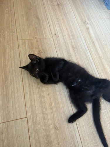 Kitten - Onyx