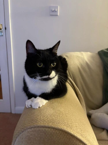 Kevin