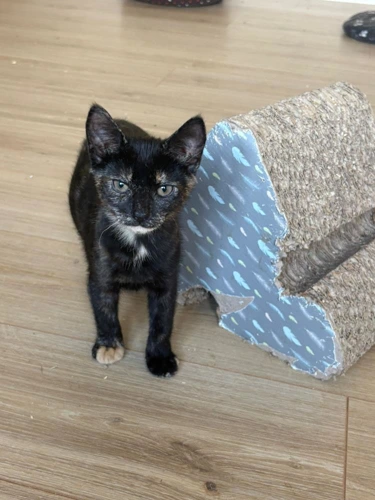Kitten - Bella