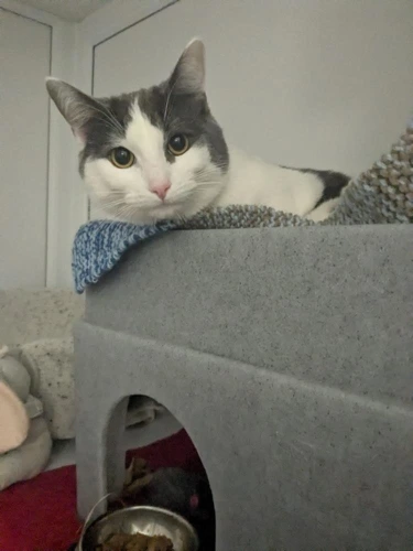 Vinnie