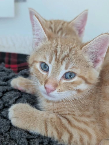 Olly
