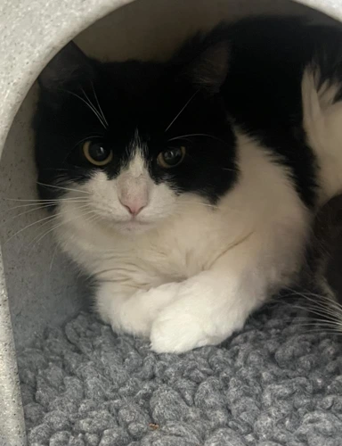 Rosie