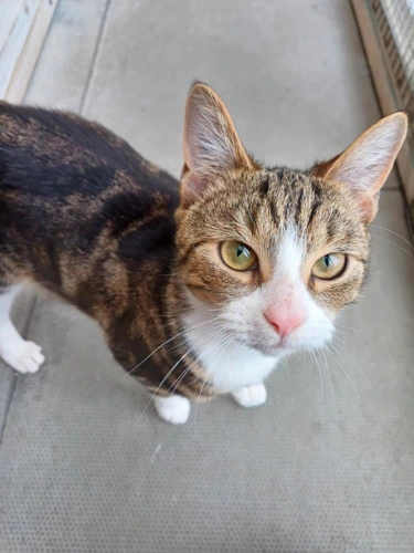 Pip