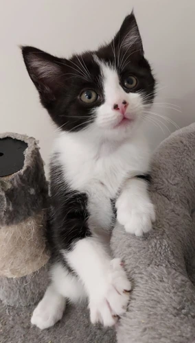 Ronan 9 x week old male