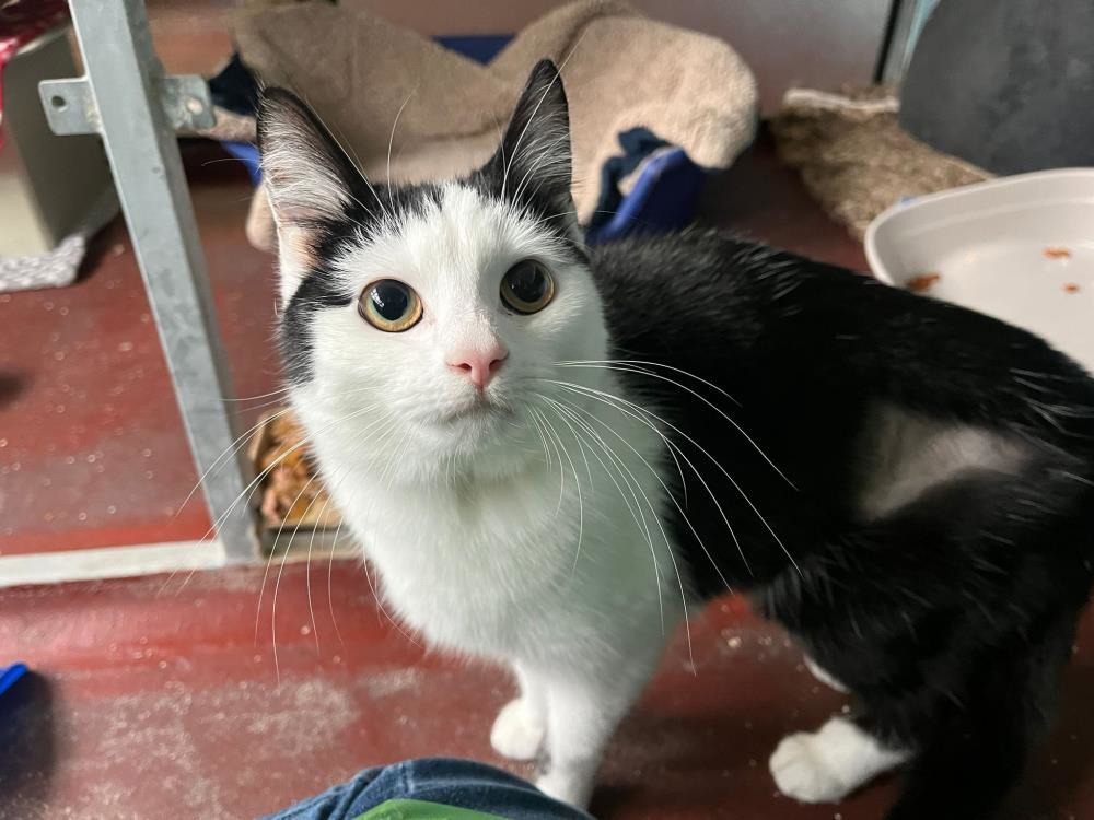 Find a cat near you Adopt a cat Cats Protection