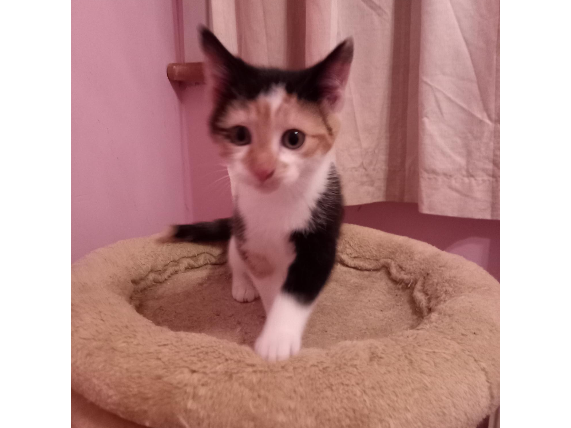 Find a cat near you Adopt a cat Cats Protection