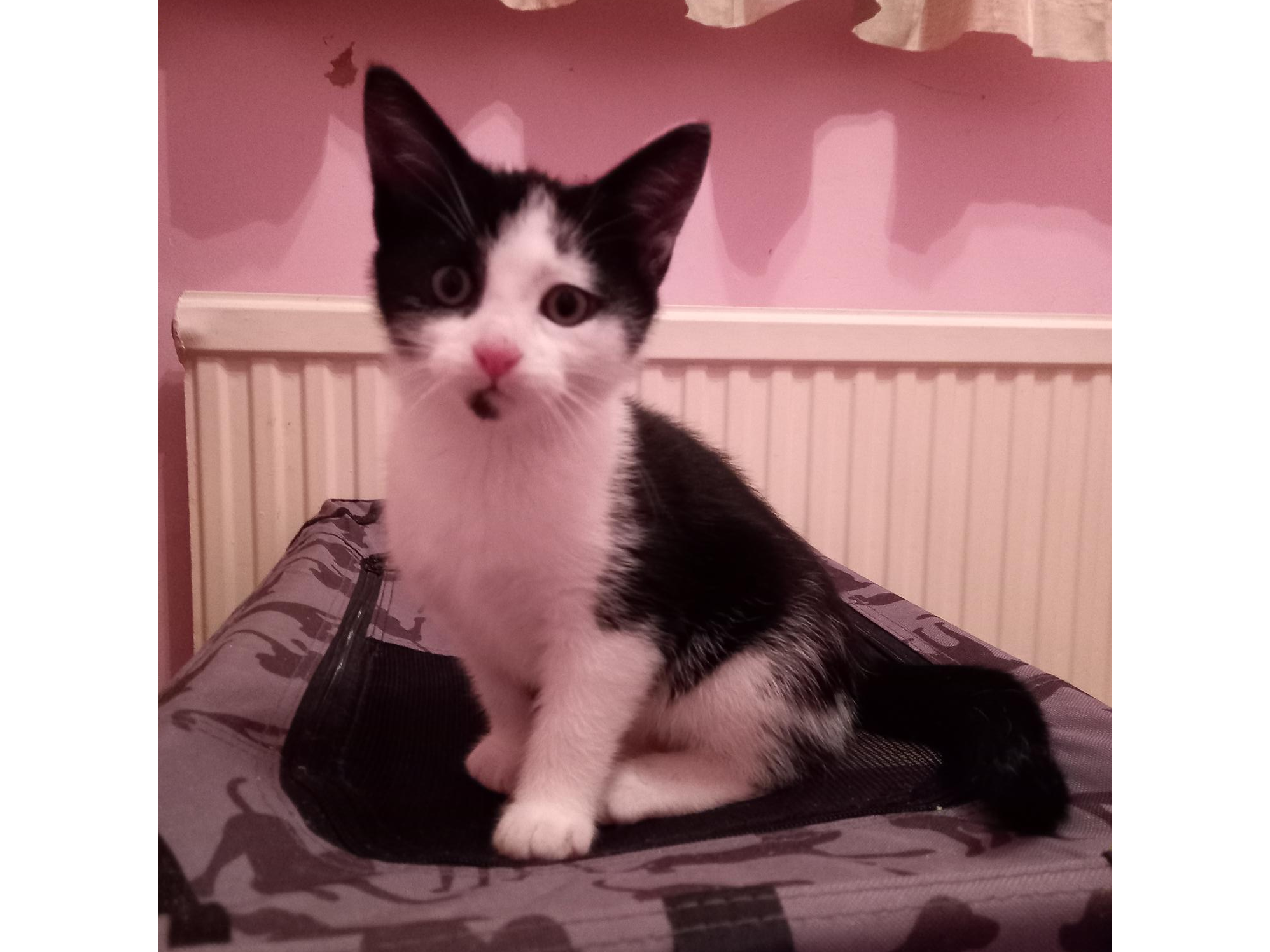 Find a cat near you Adopt a cat Cats Protection