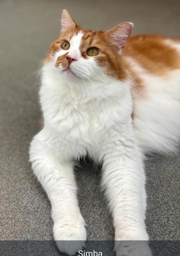 Simba