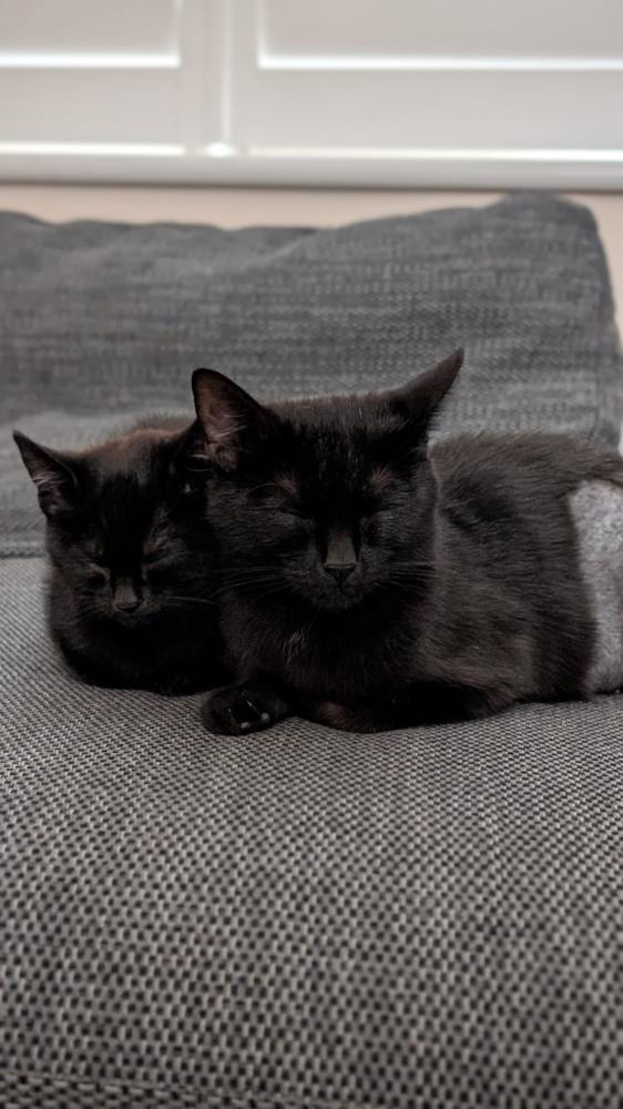 Find A Cat Near You | Adopt a Cat | Cats Protection