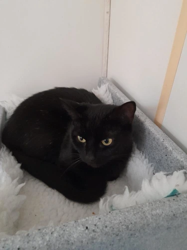Ebony