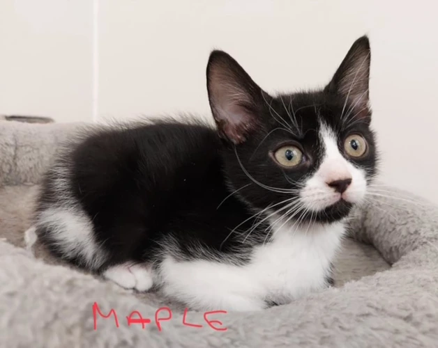 Maple