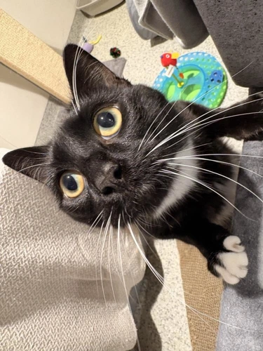 Milo