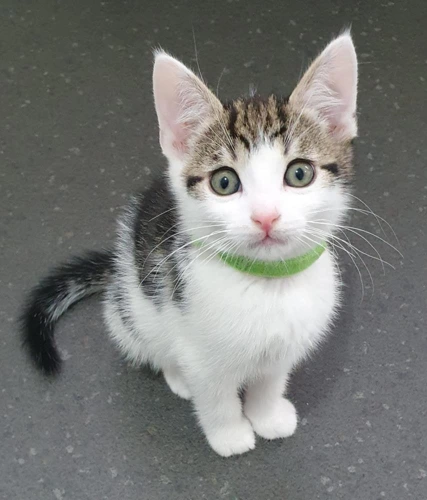 Archie - green collar