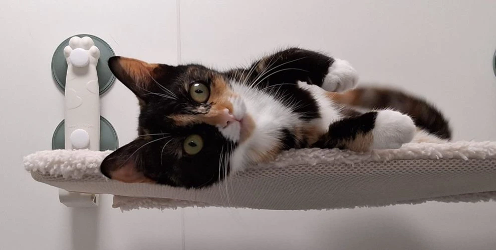 Lola