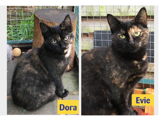 Evie & Dora
