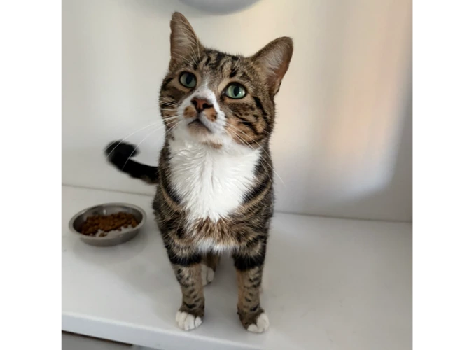 MERLIN