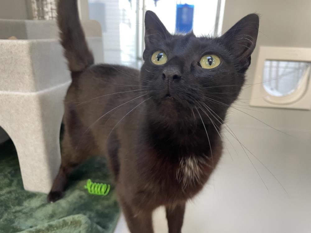 Thunder — Domestic Cat