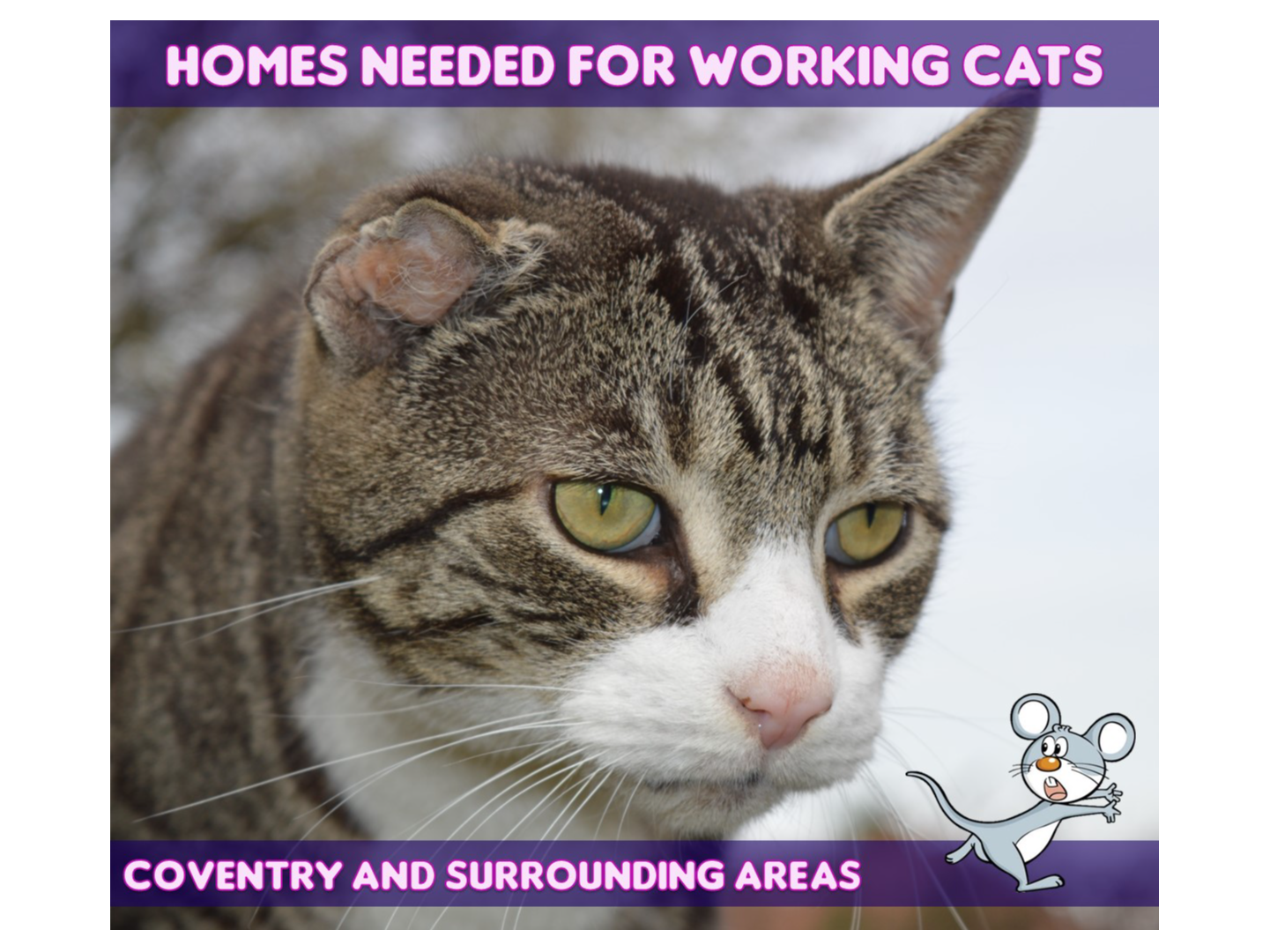 Working Cat Homes — Domestic Cat