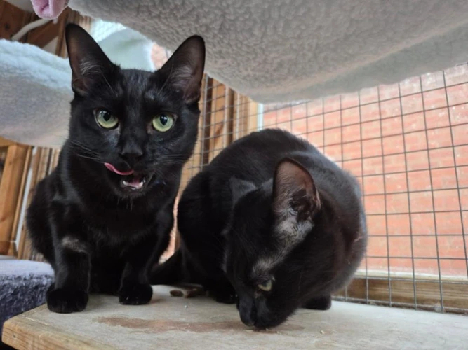 Trixy & Bella