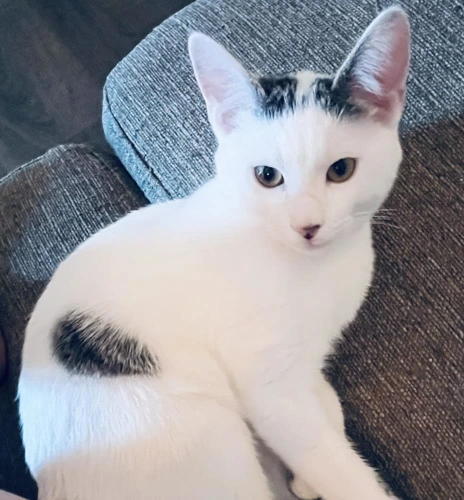 Franklin