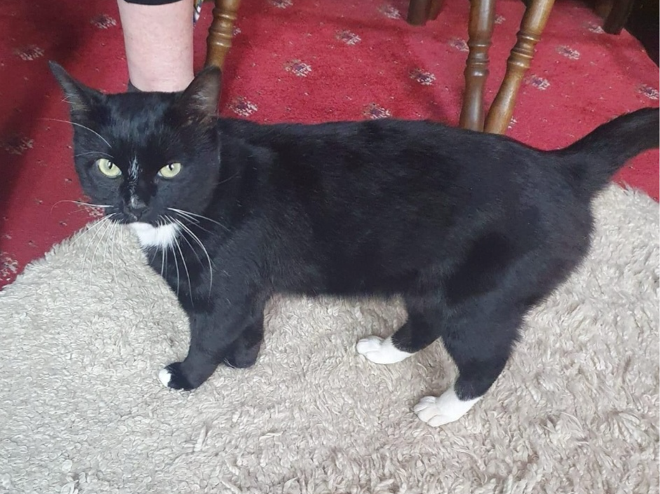 Find a cat near you Adopt a cat Cats Protection