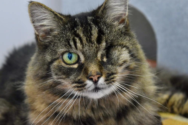 Mr Tibbs