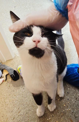Gus