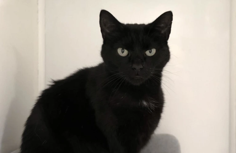 Mittens