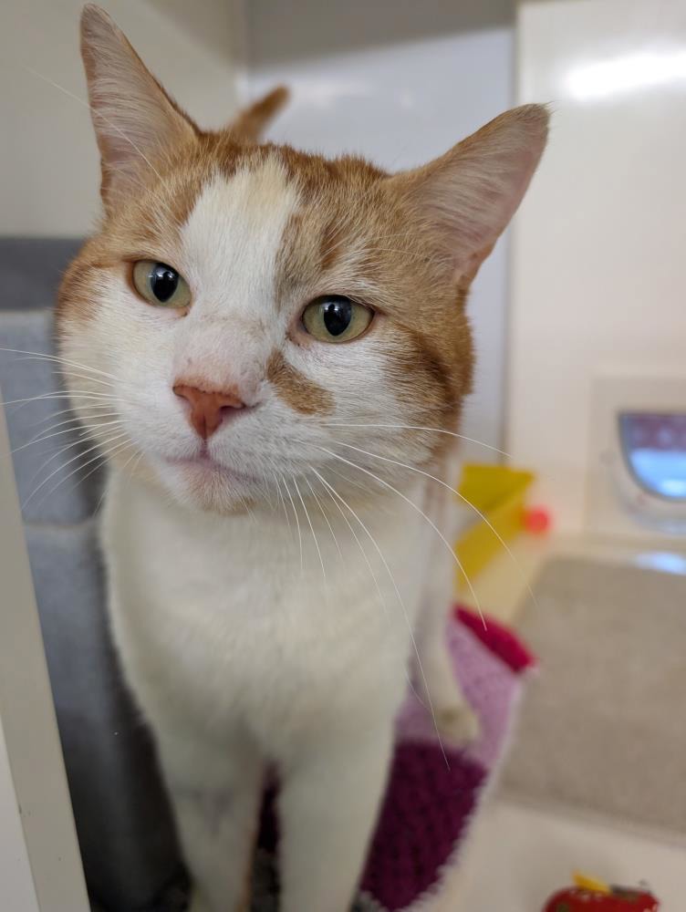 Jaffacake — Domestic Cat