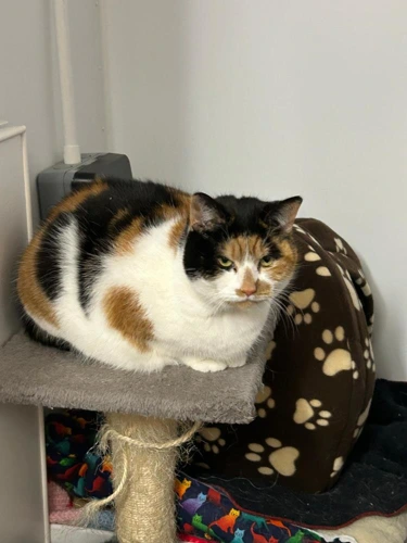 cat 1?Bumble