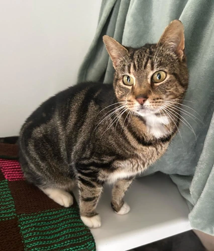 Jodie