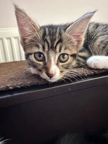 Minnie