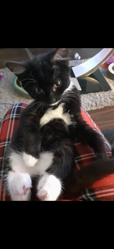 Joan — Domestic Cat