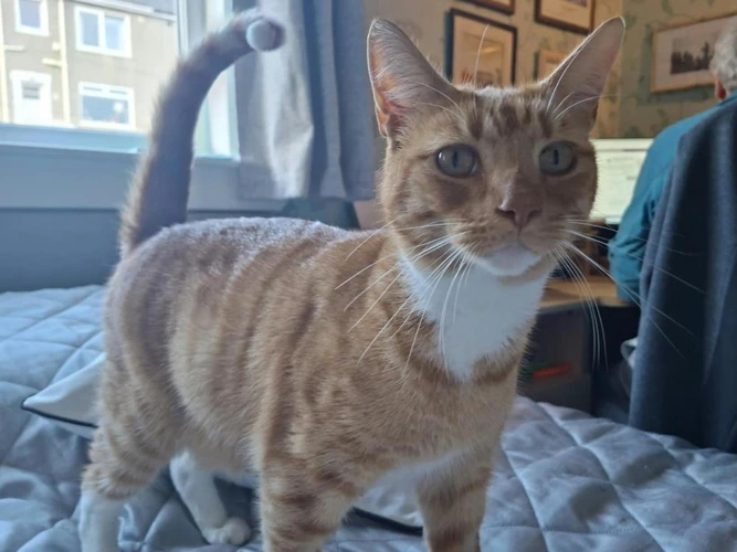 Ginge