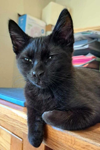 Flynn