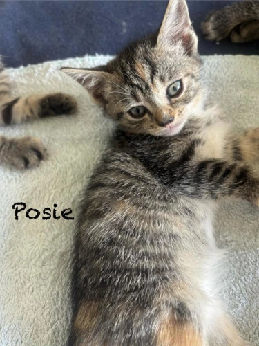 Kitten Posie