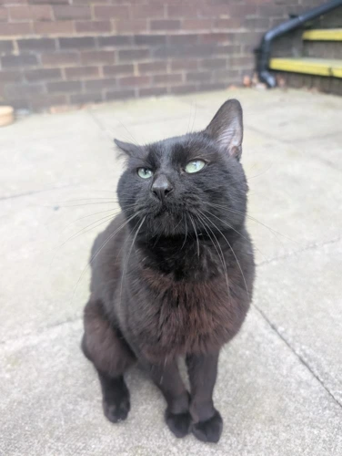 Jingles
