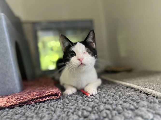 Monsieur le Floof