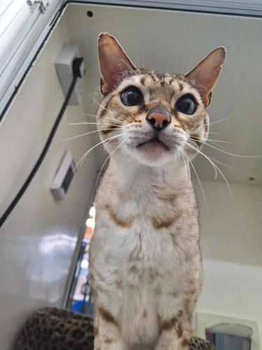 Roo