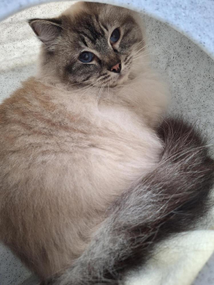 Oscar — Domestic Cat