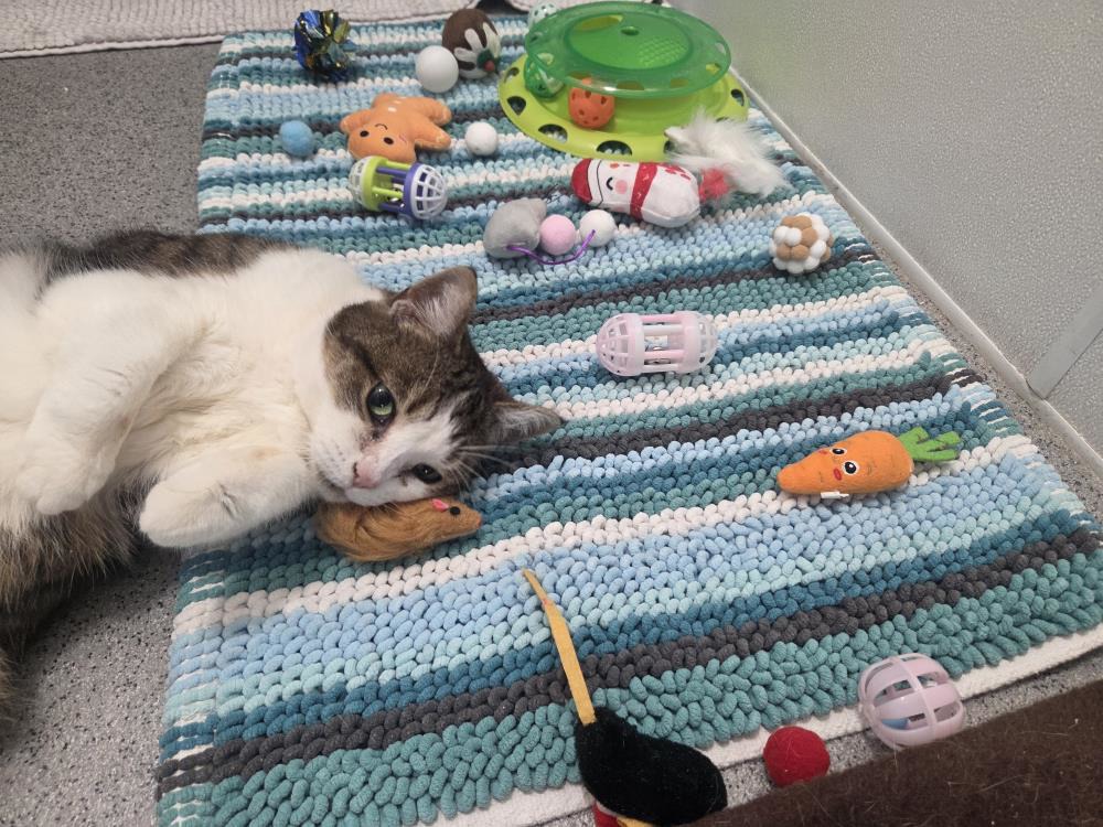 Muta — Domestic Cat