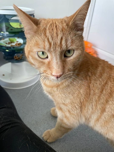 Tigger