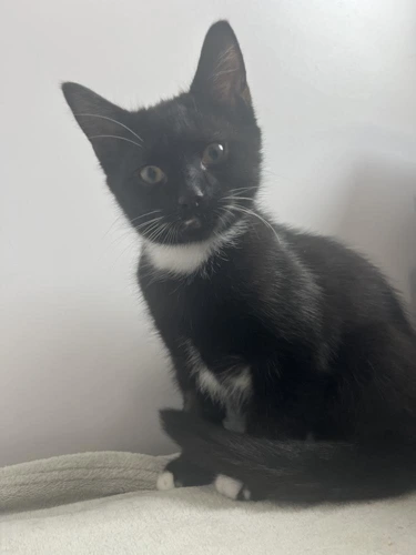 Dylan