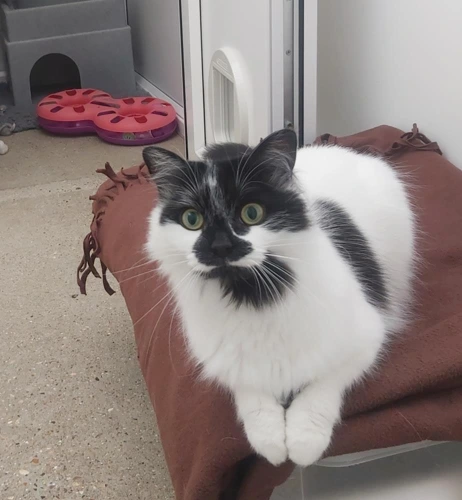 Bella