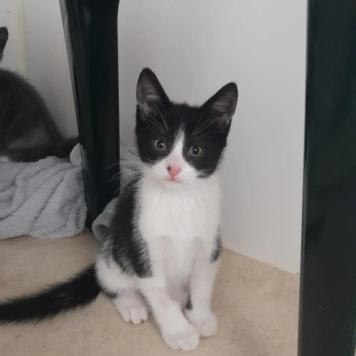 Cleo Kitten Edwin