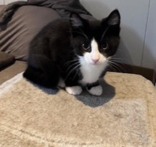 Demi kitten