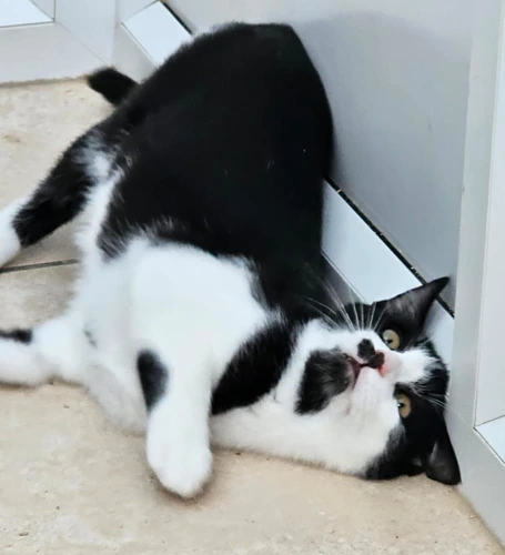 Chiquita