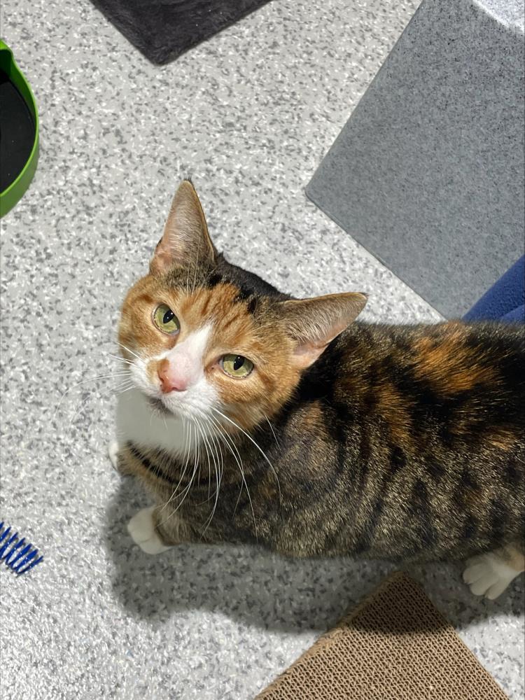 Find a cat near you Adopt a cat Cats Protection