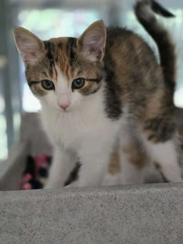Maggie